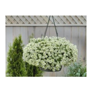 Compra LOBULARIA MARITIMA GIGA BLANCA (1000 Semillas). en la tienda online Fito Agrícola