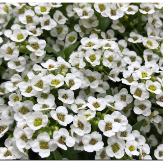 Compra LOBULARIA YETI WHITE PELICULADA (1000 Semillas). en la tienda online Fito Agrícola