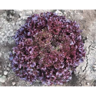 Compra LECHUGA LOLLO ROSSA (LSL 029) Pildorada (5.000 Semillas). en la tienda online Fito Agrícola