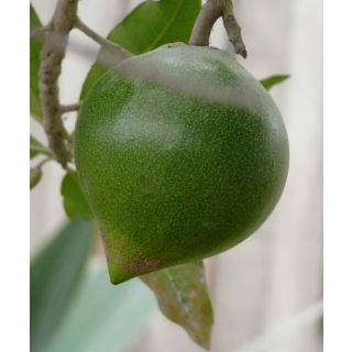 Compra LUCUMO en la tienda online Fito Agrícola