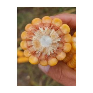 Compra MAÍZ VALLAT Ciclo 200-260 Con Korit Pro (15.000 Semillas) en la tienda online Fito Agrícola