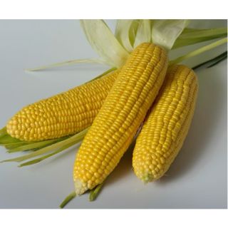 Compra MAÍZ SUPERDULCE SHINEROCK F1 (100.000 Semillas) en la tienda online Fito Agrícola