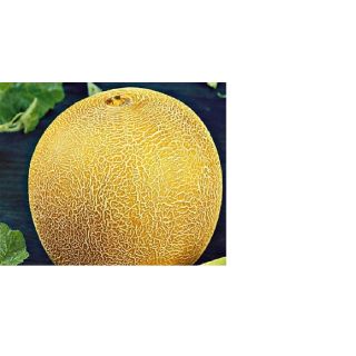 Compra MELÓN MAGIAR F1 (1.000 Semillas) en la tienda online Fito Agrícola