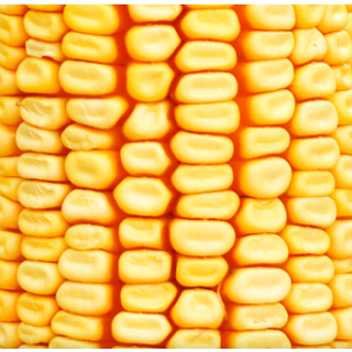 Compra MAÍZ SAGUNTO Ciclo 700 Con Lumiposa (50.000 Semillas) en la tienda online Fito Agrícola