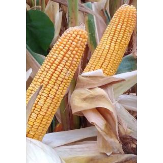 Compra MAÍZ GOSOL YG Ciclo 450 Sin Tratar (50.000 Semillas) en la tienda online Fito Agrícola