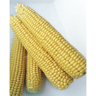 Compra MAÍZ SUPER DULCE SOLARE F1 (500 gr.) en la tienda online Fito Agrícola