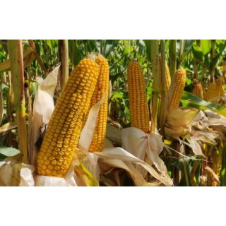 Compra MAÍZ TALABOR Ciclo 400 Sin Tratar (50.000 Semillas) en la tienda online Fito Agrícola