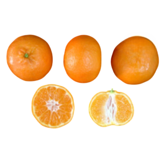 Compra MANDARINO CLEMENTINO CLEMENULES - 17 en la tienda online Fito Agrícola