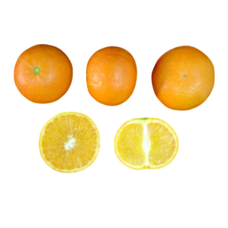 Compra MANDARINO CLEMENVILLA - 17 en la tienda online Fito Agrícola