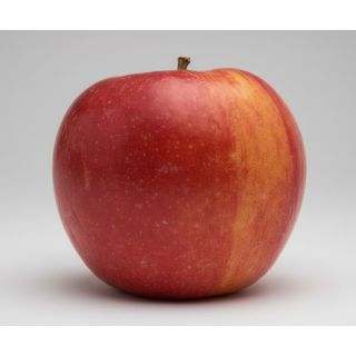 Compra MANZANO ROYAL GALA en la tienda online Fito Agrícola