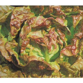 Compra LECHUGA MARAVILLA CUATRO ESTACIONES (100 gr.). en la tienda online Fito Agrícola