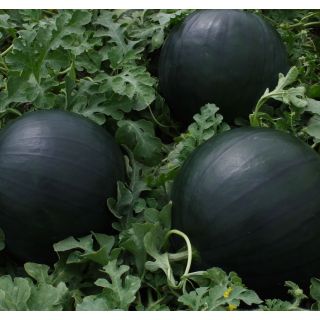 Compra SANDÍA MARGOT F1 (1000 Semillas) en la tienda online Fito Agrícola