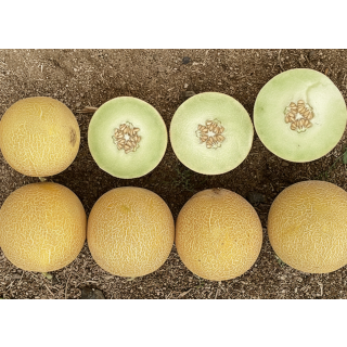 Compra MELON MARMERAL F-1 (1.000 Semillas). en la tienda online Fito Agrícola