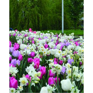 Compra MASSIVE SPRING (100 Unid.). en la tienda online Fito Agrícola