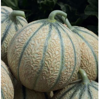 Compra MELÓN GECKO F1 (1000 Semillas). en la tienda online Fito Agrícola