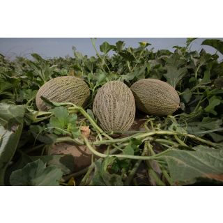 Compra MELÓN LINDERO F-1 (1000 Semillas). en la tienda online Fito Agrícola