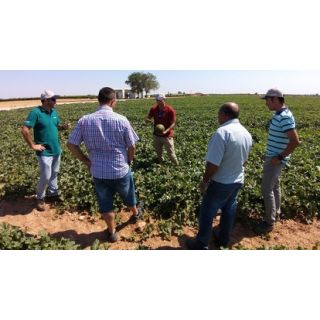 Compra MELÓN TOLEDANO F1 (1.000 Semillas) en la tienda online Fito Agrícola