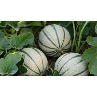 Compra MELÓN TORUM F1 (1.000 Semillas) en la tienda online Fito Agrícola