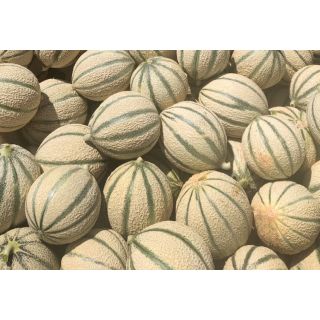 Compra MELÓN URKAN F1 (1.000 Semillas). en la tienda online Fito Agrícola