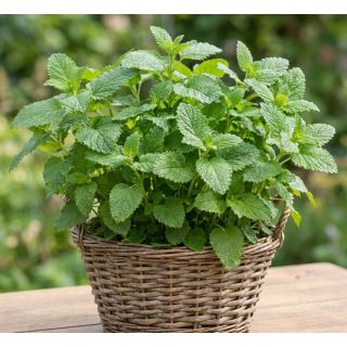 Compra MELISA LEMON BALM (144 Plantas). en la tienda online Fito Agrícola