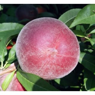 Compra MELOCOTONERO ROJO DE CARNE BLANCA en la tienda online Fito Agrícola