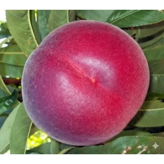 Compra MELOCOTONERO ROJO INTENSO DE CARNE AMARILLA en la tienda online Fito Agrícola