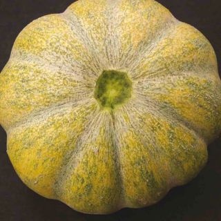 Compra MELÓN MOSCATELLO AB (15 Semillas). en la tienda online Fito Agrícola