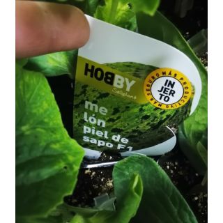 Compra MELÓN PIEL DE SAPO F1 (Injertado) M11 en la tienda online Fito Agrícola