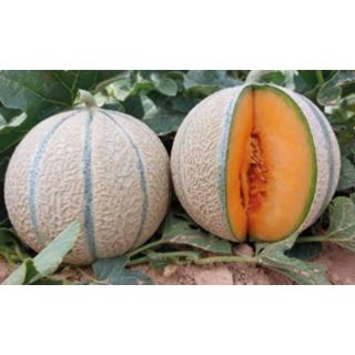 Compra MELÓN ARAGORN F1 (1.000 Semillas) en la tienda online Fito Agrícola