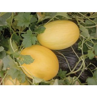 Compra MELÓN BAHAMAS F1 (1.000 Semillas) en la tienda online Fito Agrícola