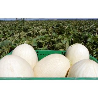 Compra MELÓN VIANA F1 (1000 Semillas) en la tienda online Fito Agrícola