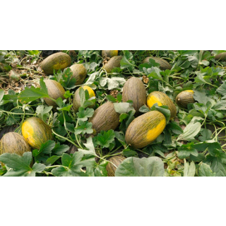 Compra MELÓN DON SAHUQUILLO F1 (500 Semillas). en la tienda online Fito Agrícola