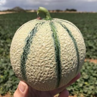 Compra MELÓN FUNCHAL F1 (1000 Semillas) en la tienda online Fito Agrícola