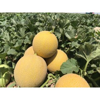 Compra MELÓN GALVIR F1 (1000 Semillas). en la tienda online Fito Agrícola