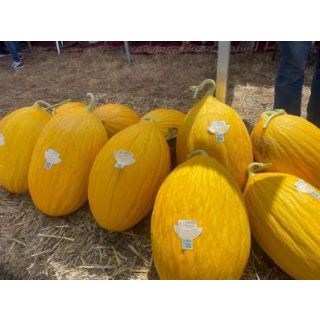 Compra MELÓN MABROUKA F1 (1000 Semillas). en la tienda online Fito Agrícola