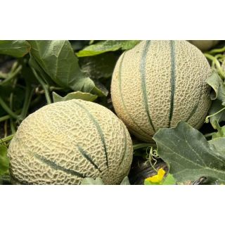 Compra MELÓN MAGVERIK F1 (1.000 Semillas) en la tienda online Fito Agrícola