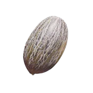 Compra MELON MELOSO-33 F1 (1000 Semillas). en la tienda online Fito Agrícola