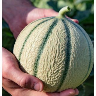 Compra MELON OCITO F1 (1.000 Semillas). en la tienda online Fito Agrícola