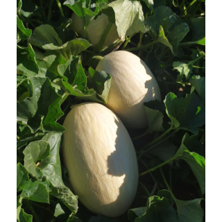 Compra MELON PROLUCE F1 (1000 Semillas). en la tienda online Fito Agrícola