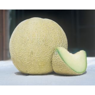 Compra MELÓN SUGAR F1 (1.000 Semillas) en la tienda online Fito Agrícola