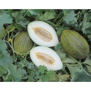 Compra MELÓN MARACAS F1 (1.000 Semillas) en la tienda online Fito Agrícola