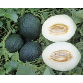 Compra MELÓN OLIMPO F1 (1.000 Semillas) en la tienda online Fito Agrícola