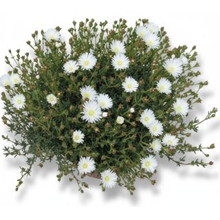 Compra MESSEM DE HOJA PEQUEÑA BLANCO (126 Plantas). en la tienda online Fito Agrícola