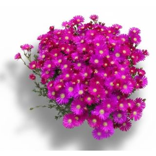 Compra MESSEM DE HOJA PEQUEÑA PURPURA (126 Plantas). en la tienda online Fito Agrícola