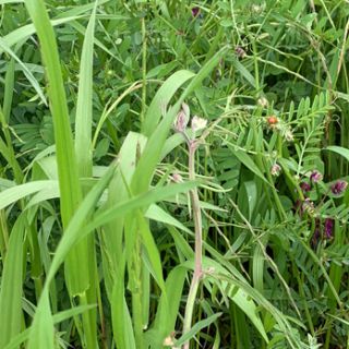 Compra CEBADA ANUAL SUELO ÁCIDO (25 Kgr.). en la tienda online Fito Agrícola