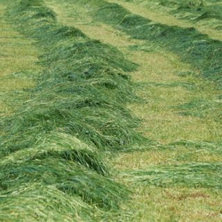 Compra CORTE ÚNICO ANUAL SUELO ARENOSO (25 Kgr.). en la tienda online Fito Agrícola