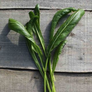 Compra MIBUNA AB (300 Semillas). en la tienda online Fito Agrícola