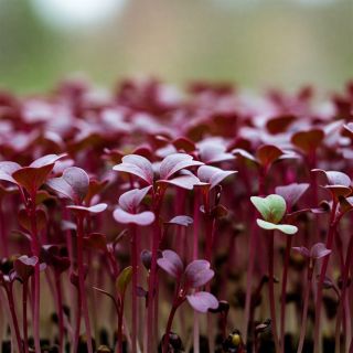 Compra PAK CHOI ROJO MICROGREENS (500 gr.). en la tienda online Fito Agrícola