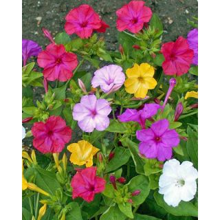 Compra MIRABILIS JALAPA MIX (25 Unid.). en la tienda online Fito Agrícola