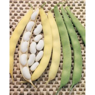 Compra JUDÍA MONTALBANO (20 Kgr.) en la tienda online Fito Agrícola